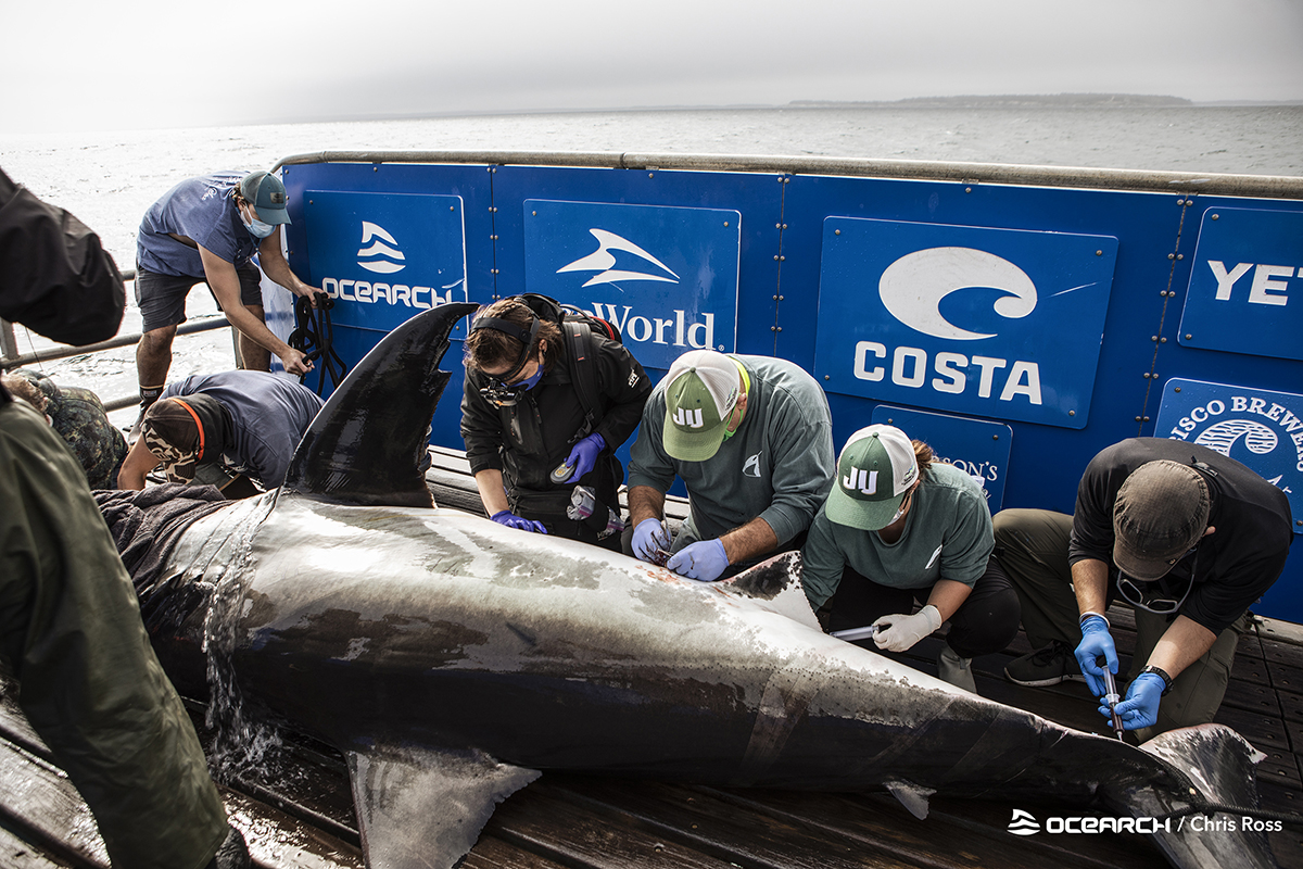 JU Marine Science faculty and graduate students taking samples from a shark on an OCEARCH vessel